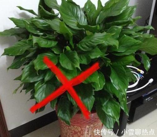 养花别乱养，5种花‘镇宅旺财‘