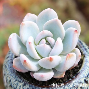 他把多肉上的白霜擦掉,结果一周就养死了,原来里面有这玄机!