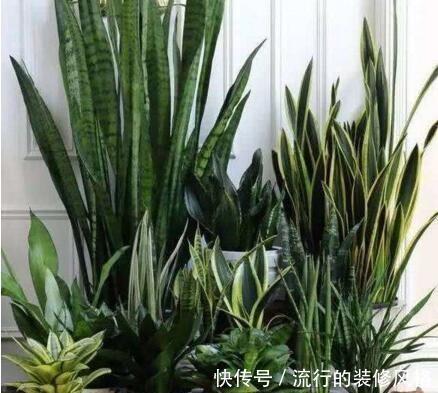 卧室|养花要会挑选，3种花养人，卧室养1盆，不失眠、睡得香