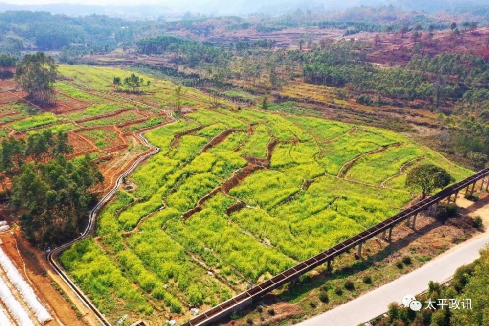 老年|靓！太平镇下黎村近200亩油菜花盛开，刷爆了朋友圈！