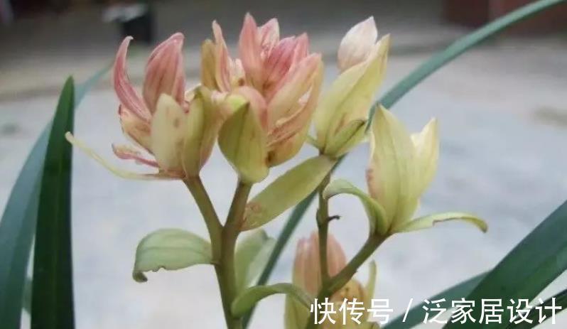 植株|养兰花富山奇蝶,夏秋盆栽嗖嗖开花,花色黄中带有一丝红