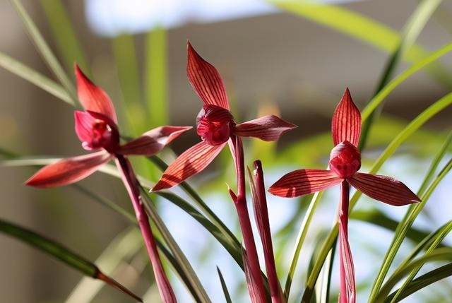 提醒大家见到此兰花，别犹豫，因为它能香整条街，非常好养易活