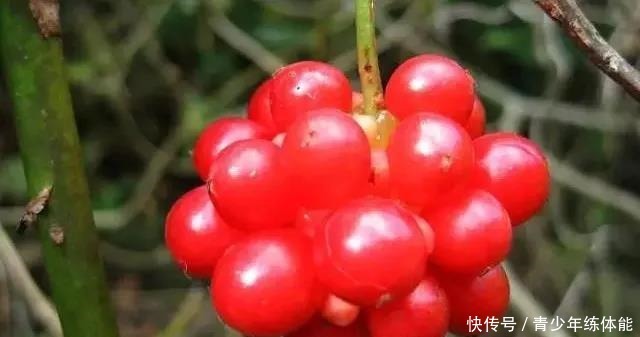 收获的季节|五味子,你可知是什么味!