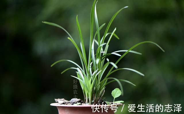 家养|夏天养兰花，究竟能不能淋雨？兰友：最怕这样淋