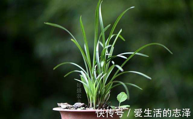 家养|夏天养兰花,究竟能不能淋雨?兰友:最怕这样淋