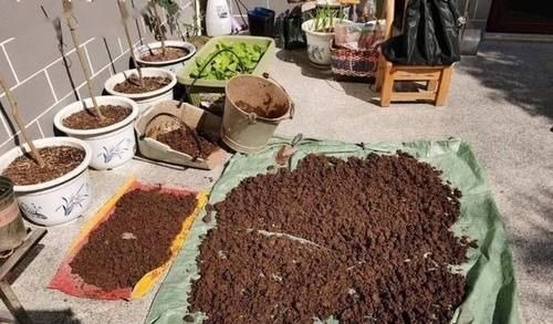 养花土里掺点它,碱性变酸性,花卉叶子呼呼长!