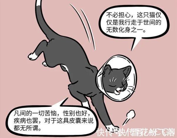 狸力|非人哉：大士真的太善良了，化身成猫被绝育了，依然不忘普度世人