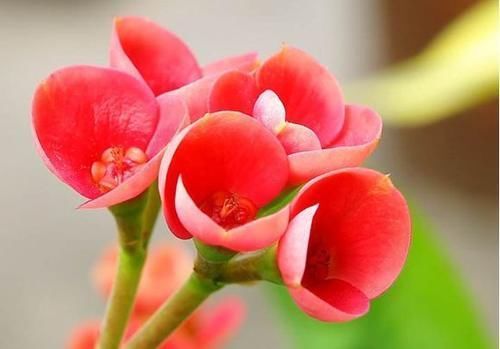 养此4种花,插枝就能活,养护容易,全年开花,室内也能种