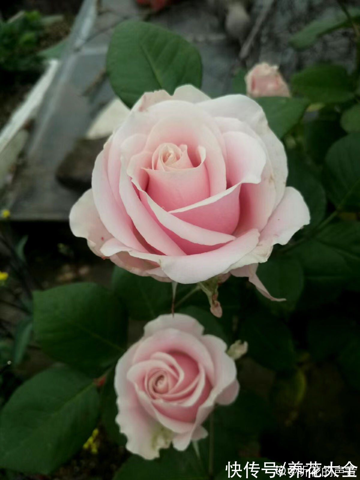 金丝雀|10种常见月季花图鉴，不要再问别人了，自己收藏慢慢看