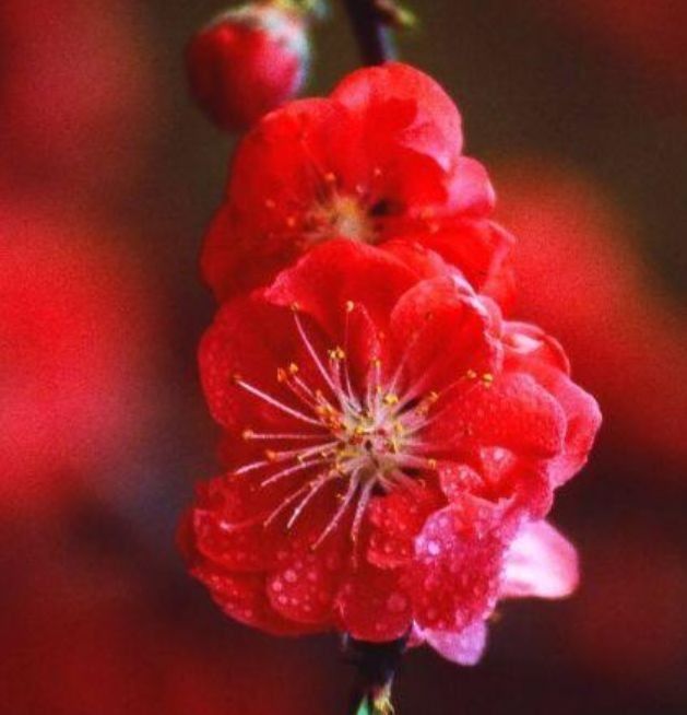 四季|喜欢菊花,不如养盆“开花机器”红梅,四季如春,甜蜜轻柔