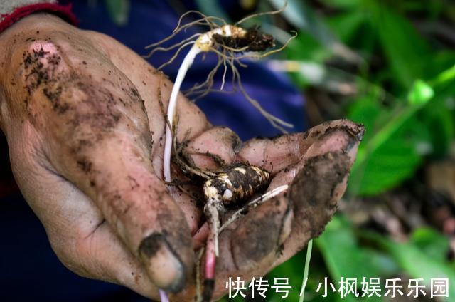 张仲景|张仲景：掌握生活“三部曲”，老了也能行“夫妻之道”