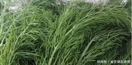 蔬菜|它是最厉害的绿叶蔬菜, 冬季吃它, 养阳驱寒, 还是胃病克星!