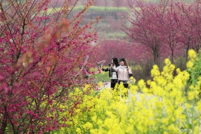 贵州黔西：春花烂漫迎客来