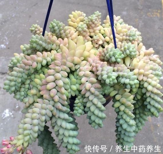 玉缀太疯狂了,短短几年从一颗小苗,长出“瀑布”状态,不容易!