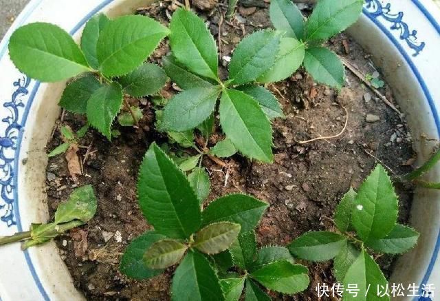 6月，最适合扦插的花，一插就活，大白根冒疯了