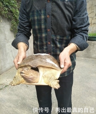 男子钓鱼钓到老鳖,你看过吗?