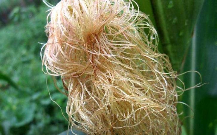 血糖|高血糖人群，3种“碱性食物”尽量多吃，血糖悄悄降下来！