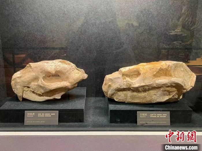 古生物|浙江推出“虎年识虎”生肖展 展出多件标本和古化石