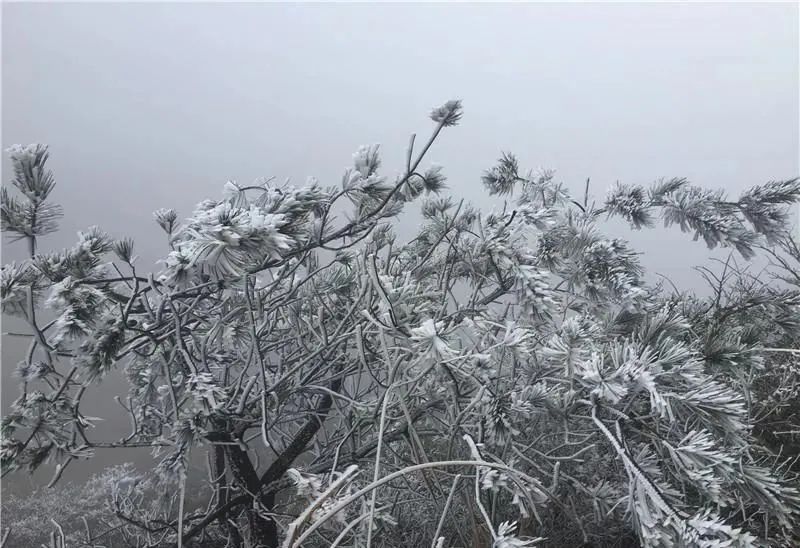 西伯利亚|5.2℃“速冻”！厦门人先别哭！3波冷空气正排队发货