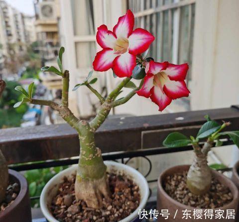 花根|天气热了,这三种花,少浇水,更爱开花