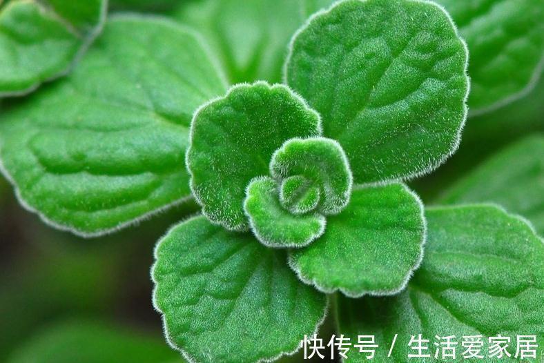浇水|此种植物一碰一身香,不仅能驱蚊虫还能吃,聪明人都在养
