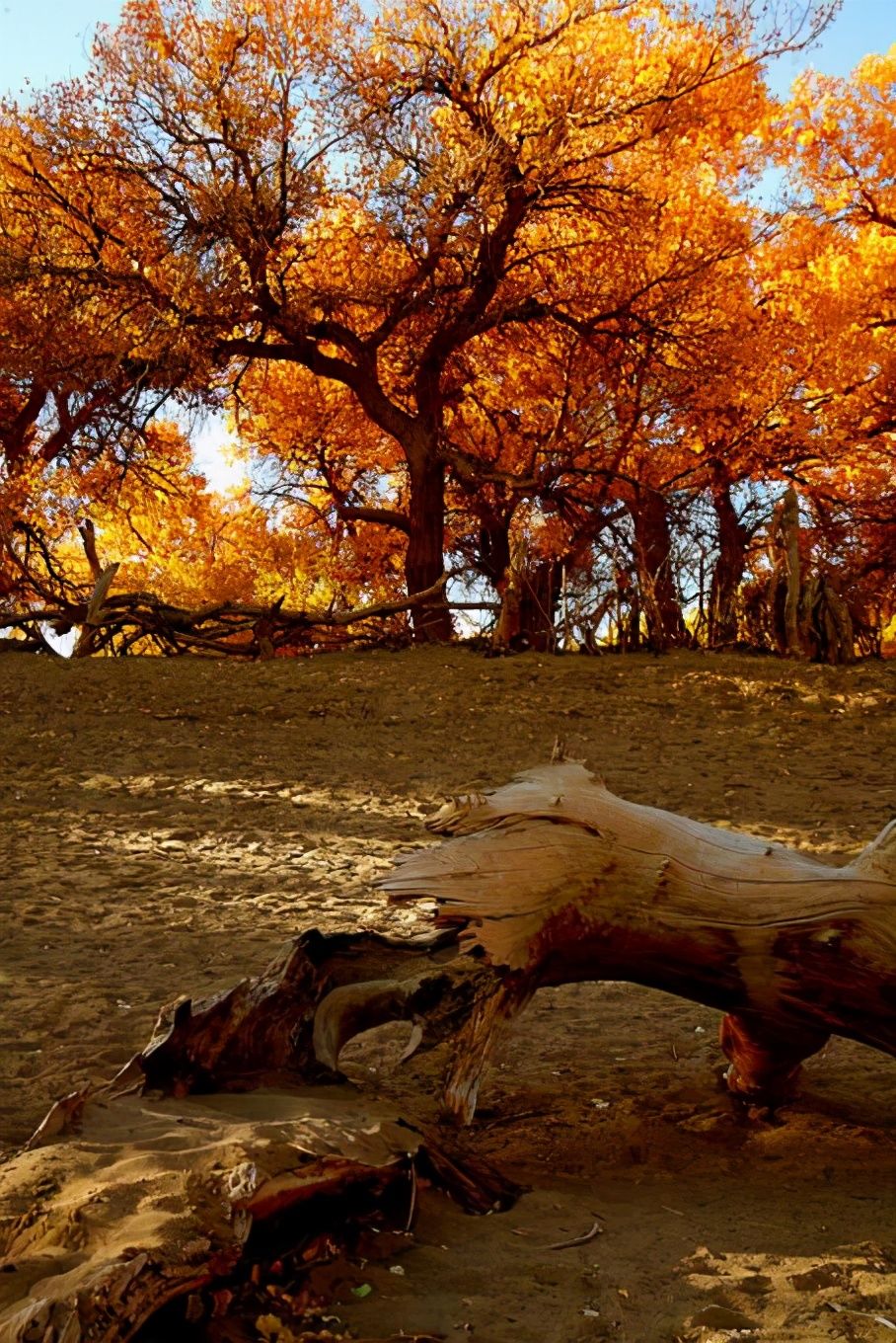  胡杨|原创诗朗诵：胡杨礼赞