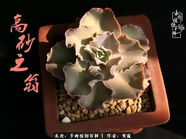 养了三年多肉，终于明白佛系养肉才是王道！