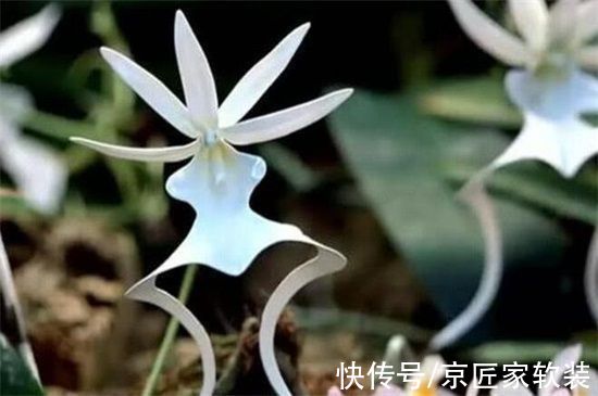 什么兰花品种最贵?这十种兰花,最贵的你都想不出价格