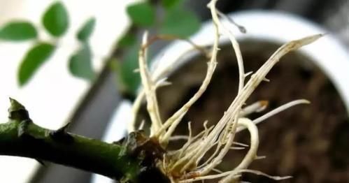  水杨酸|养花也要用点药，每次只需1粒，不黄叶，不烂根，新叶蹭蹭长