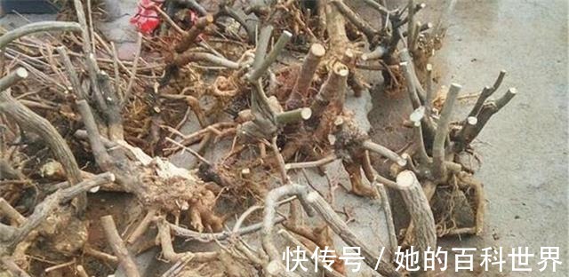 盆景|制作高价值的盆景，炼根是关键，看看怎么炼！