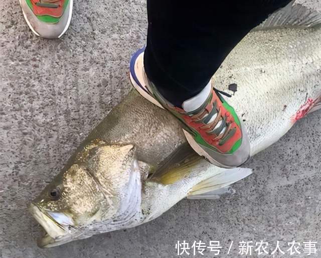 漩门湾|45斤的米级“鲈鱼王”,浙江男子海钓收获大鱼,老钓鱼人也没见过