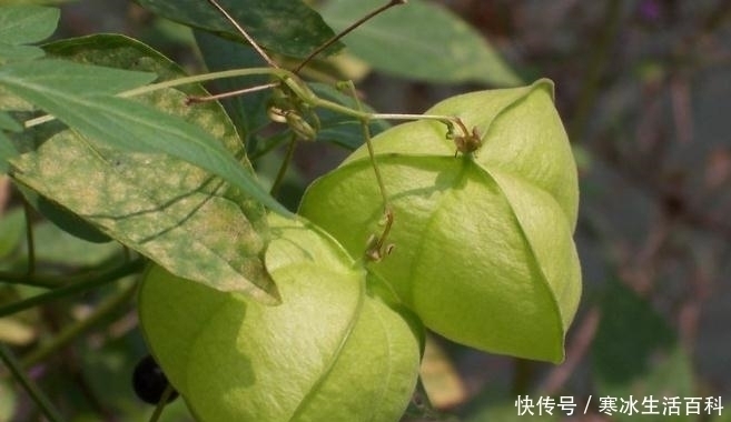 功效|外表长得像灯笼,农村这种植物功效可不小,你认识吗?