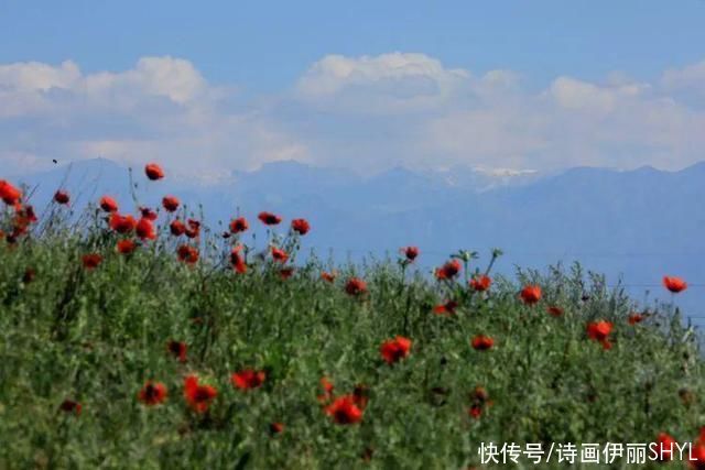 艳压群芳|美丽新疆:天山红花红似火