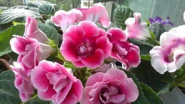 这2种花,碰掉个叶子掉盆里,自己长1盆,比绿萝吊兰好养100倍