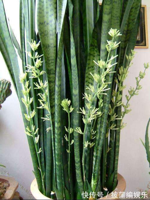 养虎皮兰时，盆里加2种东西，30天钻出钢芽，侧芽嗖嗖