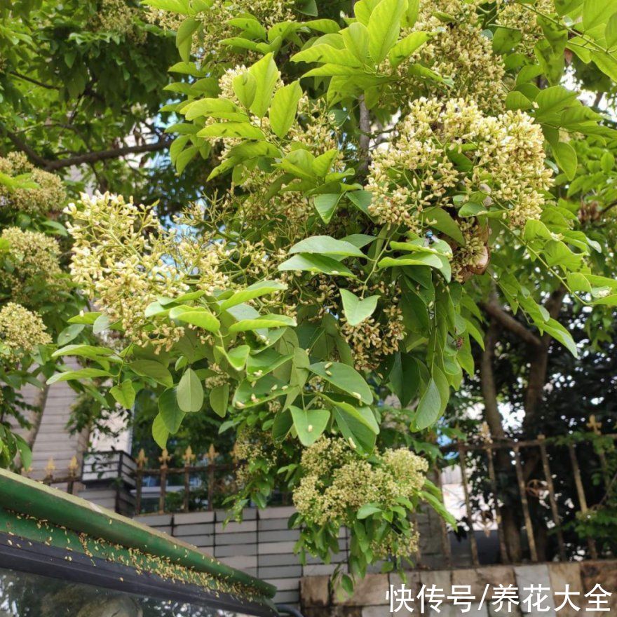 野花|稀奇的野花不要碰，保护都来不及，采了要出大问题