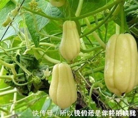 瓜丝|女人高血压不要慌,常吃此瓜,止咳化痰,降血压,给血管清垃圾!