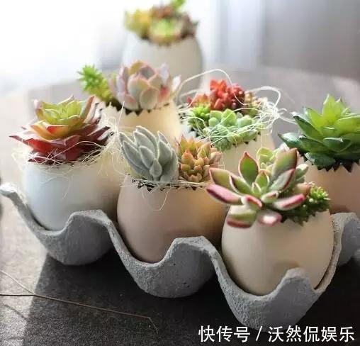 花盆不用买随手拿“1物”,放点土进去,比买的花盆还好看!