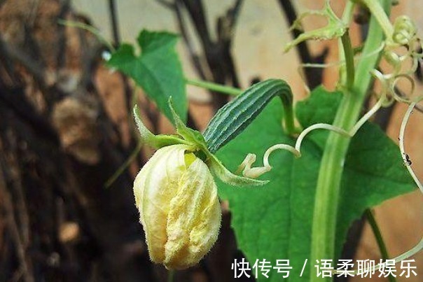 本草纲目|丝瓜叶比丝瓜还值钱别再扔了,吃对了4个好处不请自来