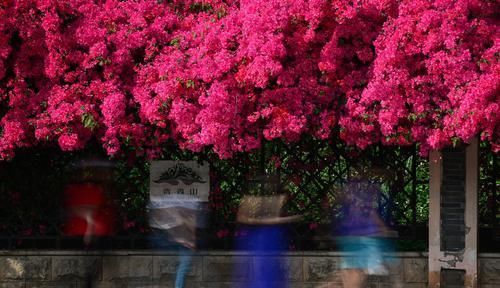  浇水|三角梅全是花没有叶是怎么做到的，看完你也行