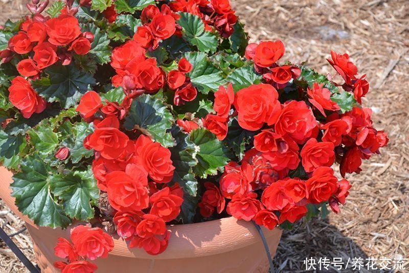 丽格海棠用浸盆法养护，可避免烂根烂茎，也能减少黄叶