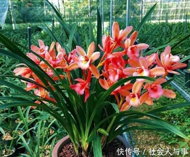 曾千金一苗的兰花,现已白菜价,花色鲜艳,香味醇正还好养!