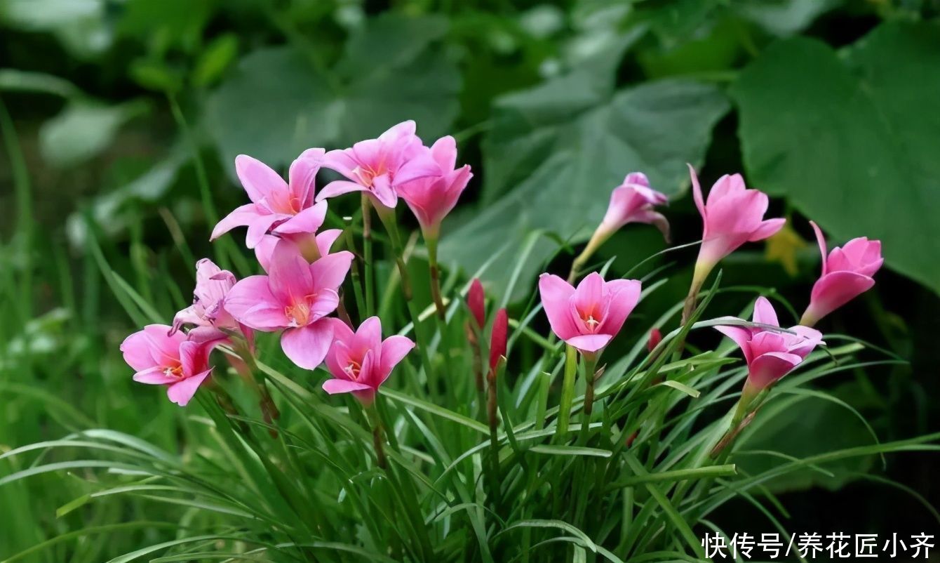 4种花不适合养在室内，扔在院子里日晒雨淋，反而长得更好