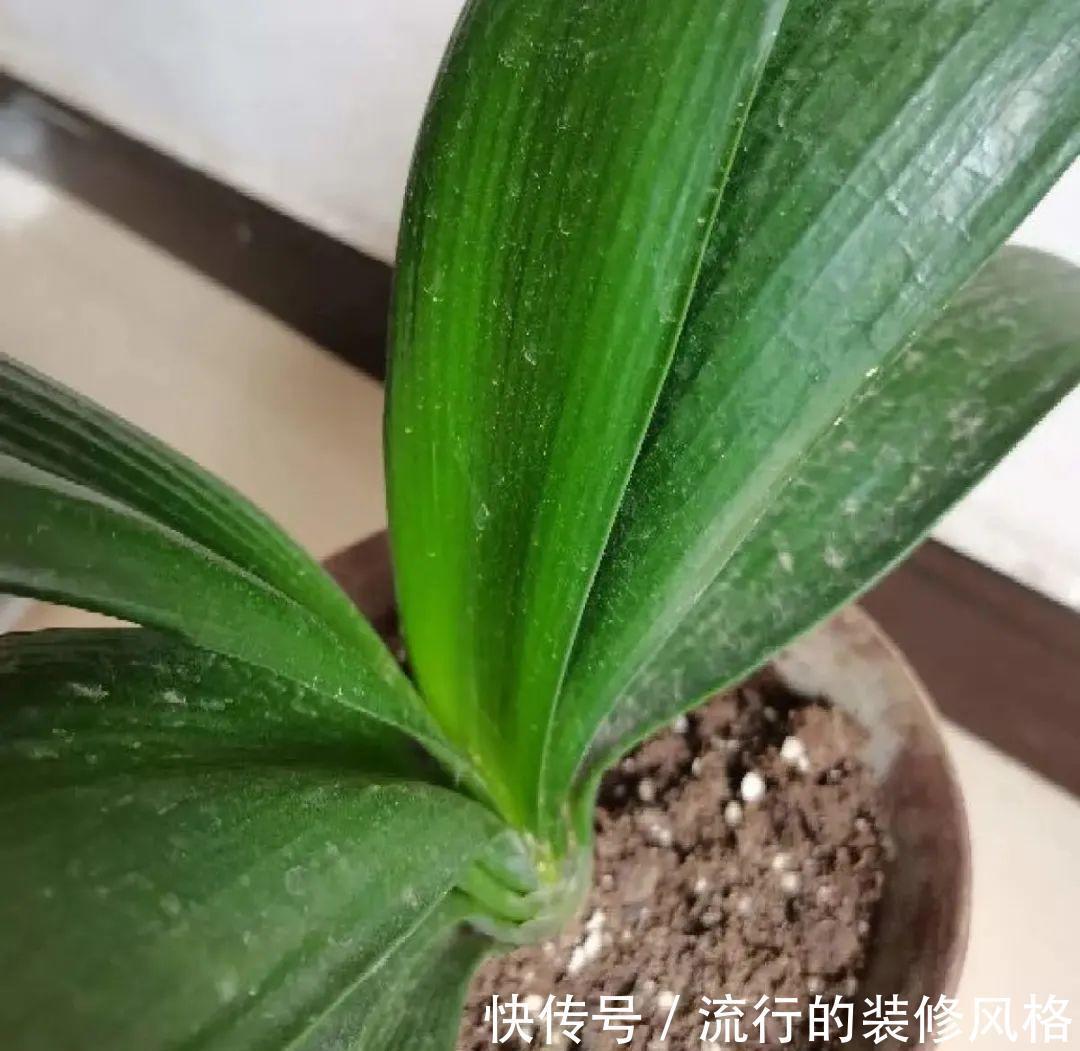 君子兰|8种花夏天不能买，买回来就死，白浪费钱