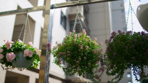 养花有“4要求”,不懂得的人,别再说自己会养花了