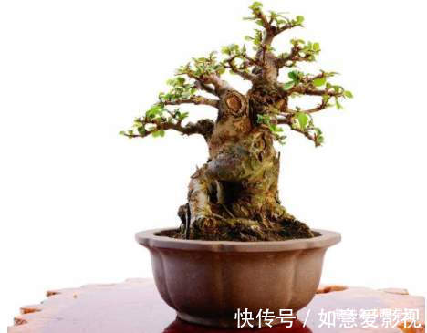 阳台再小，也能养3种树，小盆就能养，个个都是“传家宝”