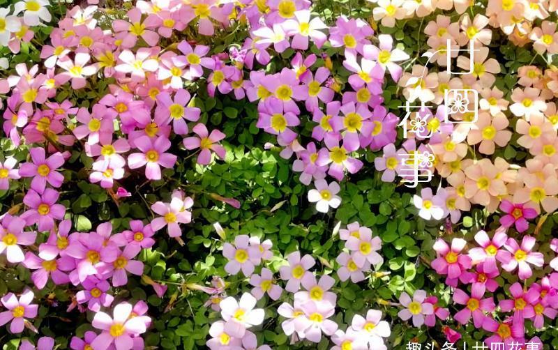 6种花，适合女生阳台党，花期长花量大，阳台轻松变“花海”