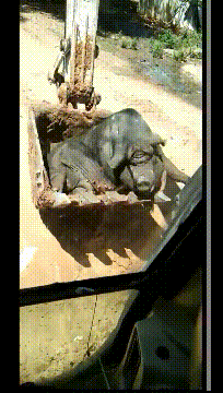 |搞笑GIF:给孩子选幼儿园,我觉得这家非常好