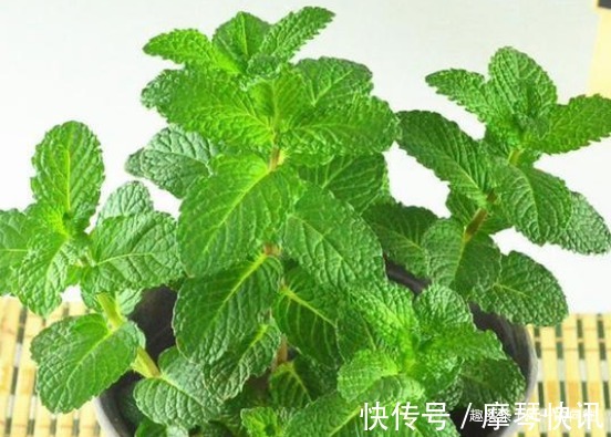 净化|家里放这3种花,味道清新还能除甲醛吸异味,天天呼吸新鲜空气