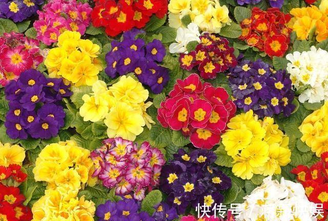 喜欢菊花，不如养盆“国华系列”国华皇冠，似美人偏偏，娇艳高贵